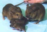 genetically engineered mice